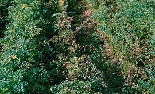 
          ALTERNARIA
