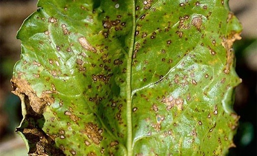 
          Cercosporiose