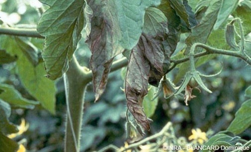 
          Chancre bactérien de la tomate
