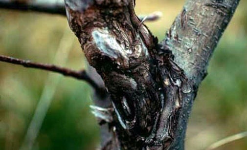 
          Chancre à nectria