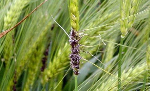 
          Charbon de l'orge