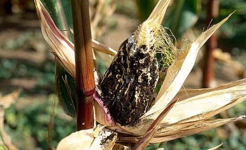 
          Charbon des inflorescences