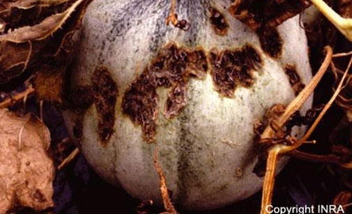 
          Cladosporiose du melon