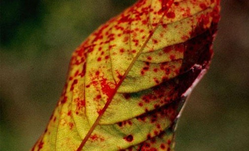 
          Cylindrosporiose du cerisier