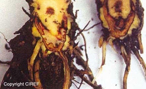 
          Cœur rouge des racines