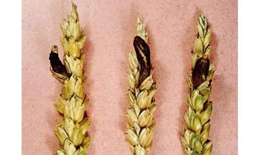 
          Ergot des céréales
