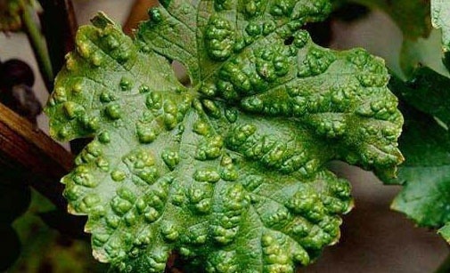
          Erinose de la vigne