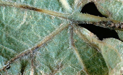 
          Excoriose