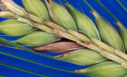 
          Fonte des semis de l'orge - Fusarium roseum