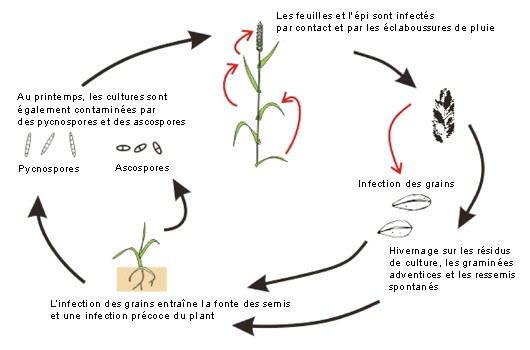 
          La septoriose du blé