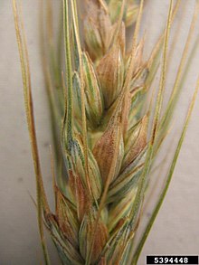 
          La maladie des stries bactériennes