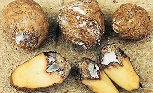 
          Fusariose de la pomme de terre