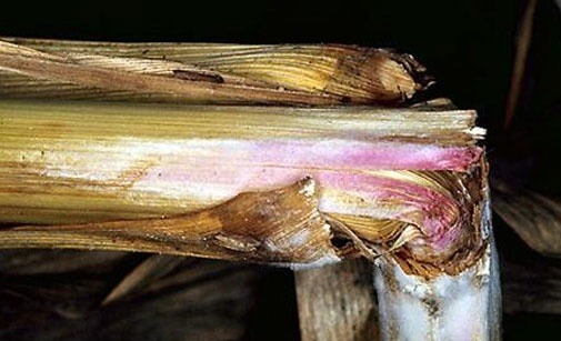 
          Fusariose de la tige du maïs
