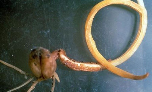 
          Fusariose du blé - Fusarium roseum