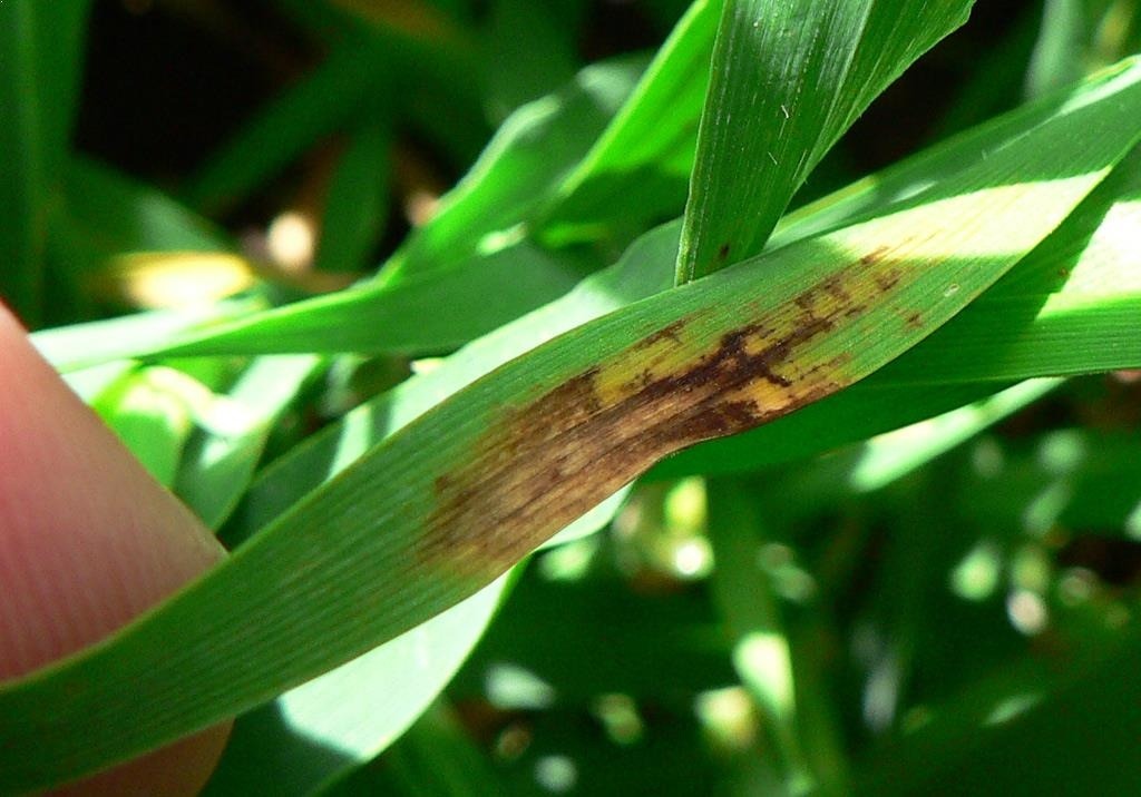 
          Helminthosporiose de l'orge