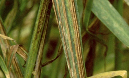 
          Helminthosporiose de l'orge - Helminthosporium gramineum