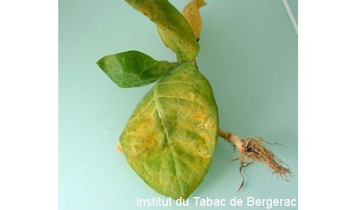 
          Maladie des brûlures racinaires Olpidium brassicae