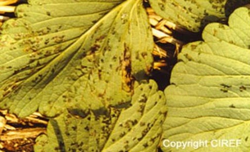 
          Maladie des taches angulaires- Bactériose- Xanthomonas fragariae