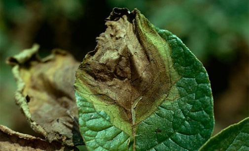 
          Mildiou de la pomme de terre- Phytophthora infestans-