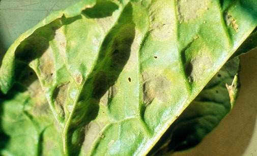 
          Mildiou de l'épinard- Peronospora farisonosa f. sp. spinaciae-