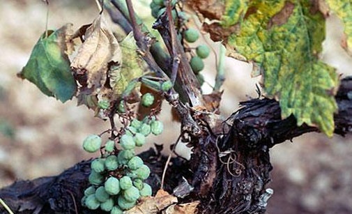 
          Maladies du bois Stereum hirsutum, Eutypa armeniacae, Botryosphaeria obtusa