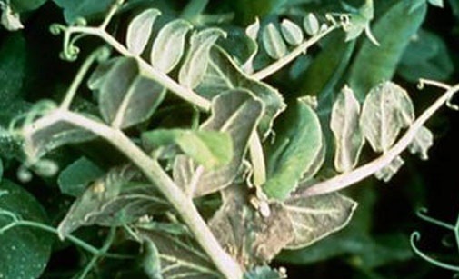 
          Mildiou du pois de conserve- Peronospora pisi-