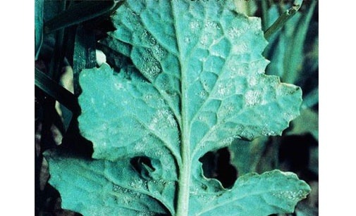 
          Mildiou du colza-Peronospora brassicae