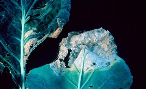 
          Mildiou des crucifères- Peronospora parasitica