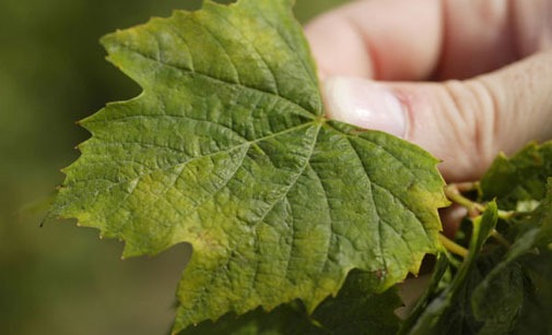 
          Cycle de développement Mildiou de la vigne- Plasmopara viticola