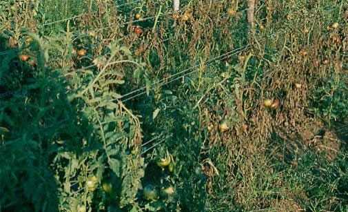 
          Mildiou de la tomate -Phytophthora infestans-