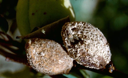 
          Moniliose des fleurs et des rameaux, moniliose des fruits-Monilinia laxa, fructigena et fructicola