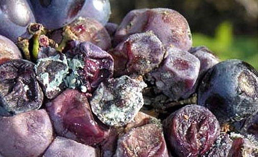 
          Moisissures de fin de cycle Penicillium sp., Aspergillus sp.
