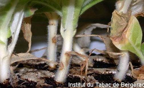 
          Moisissure grise - Botrytis cinerea- 