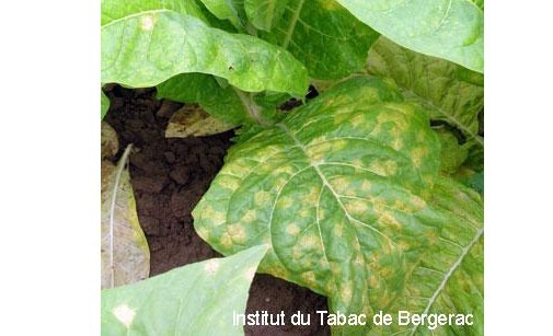 
          Mildiou du tabac