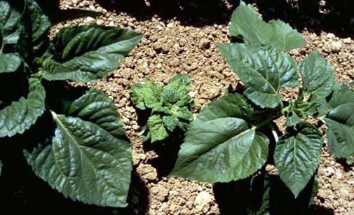 
          Mildiou du pois protéagineux- Peronospora viciae