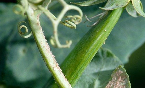 
          Mildiou du pois de conserve- Peronospora pisi-