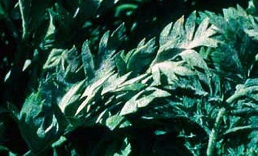 
          Oïdium de la carotte- Erysiphe heraclei ou Erysiphe umbelliferarum<br/>Leveillula taurica