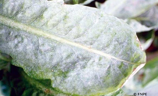
          Oïdium de l'endive