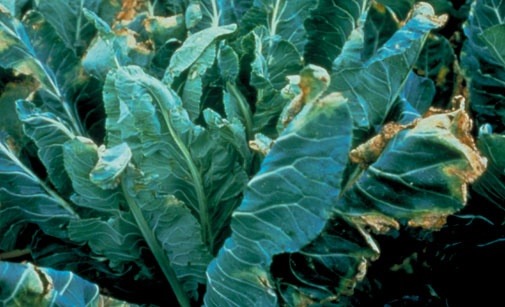 
          Nervation noire des crucifères - Xanthomonas campestris
