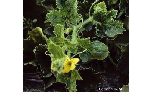 
          Mosaïque du concombre - Cucumber Mosaic Virus (CMV)