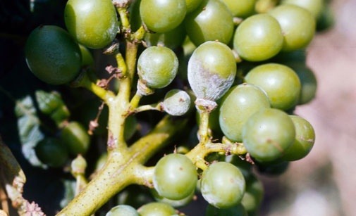 
          Oïdium de la vigne- Uncinula necator