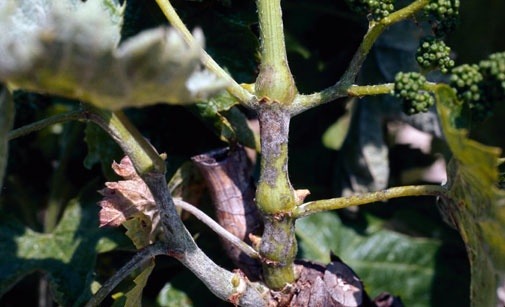 
          Oïdium de la vigne
