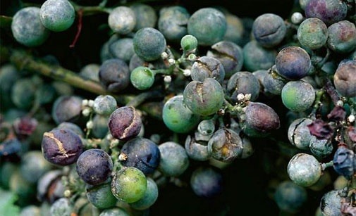 
          Oïdium de la vigne