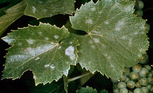
          Oïdium de la vigne