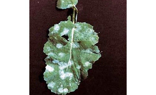 
          Oïdium du colza- Erysiphe cruciferarum