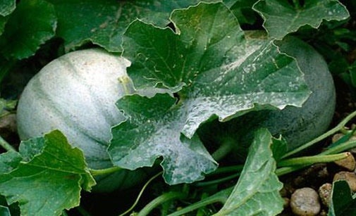 
          Oïdium du melon