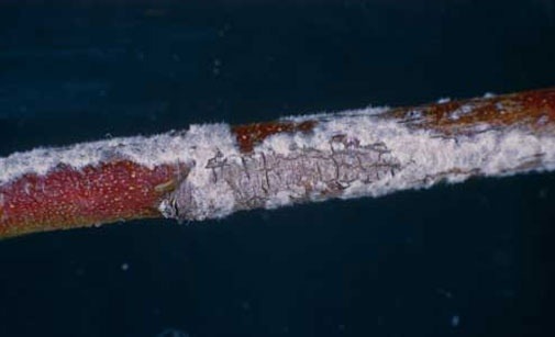 
          Oïdium du pêcher