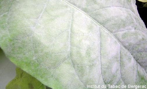 
           Oïdium du tabac