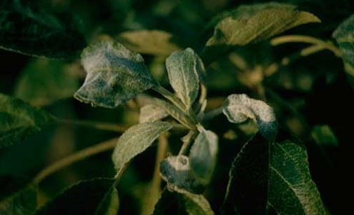 
          Oïdium sur pommier ou abricotier- Podosphaera leucotricha