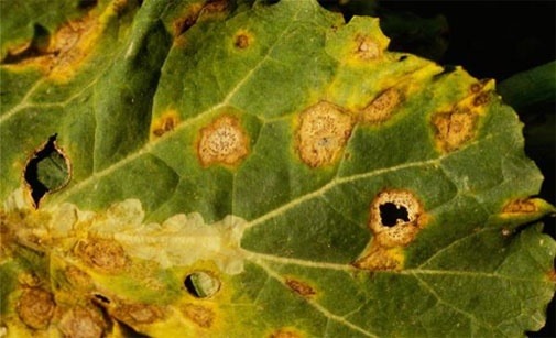 
          Phoma du colza - Phoma Lingam ou Leptosphaeria maculans